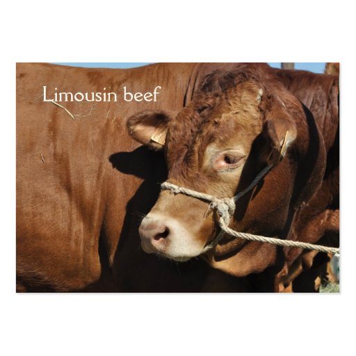Limousin bull business card