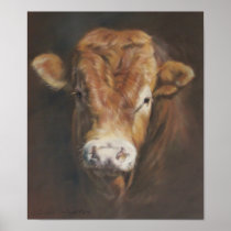 Limousin Bull Poster
