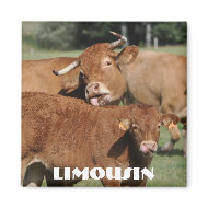 Limousin cow and calf magnet magnet