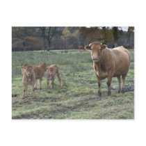Limousin cow and calves postcards