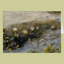 "Limpet Group" cards