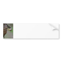 Limpkin Bumper Stickers