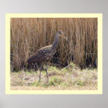 Limpkin - Environmental Portrait Posters
