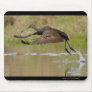 Limpkin Mouse Pads