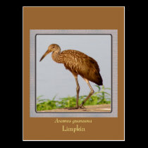 LImpkin postcards