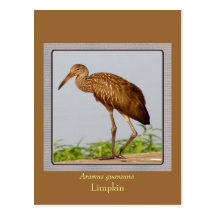 LImpkin Post Cards