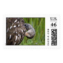 Limpkin postage by wildlifezoo Limpkin postage