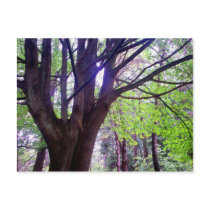 Lincoln Maple postcards by S_Roit Lincoln Maple postcards