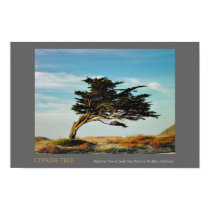 Linda Mar Cypress posters