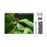 Lindera benzoin, northern spicebush postage stamps