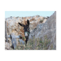 Lindos Donkey Postcards