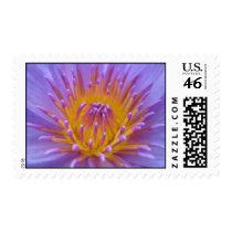 Lindsey Woods postage
