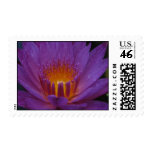 Lindsey Woods Postage