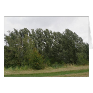 Leaning Tree Greeting Cards | Zazzle