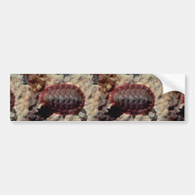 Lined chiton (Tonicella lineata) Shell Bumper Sticker