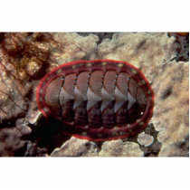Lined chiton (Tonicella lineata) Shell Photo Cut Outs