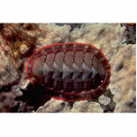 Lined chiton (Tonicella lineata) Shell Photo Cut Outs