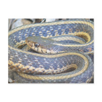 Lined Snake postcard.