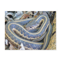 Lined Snake.
