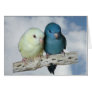 Lineolated parakeet pair cards