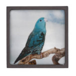 Lineolated Parakeet Premium Jewelry Boxes