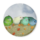 Lineolated parakeets fridge magnet