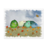 Lineolated parakeets post cards