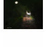 Linger in the Moonlight 1