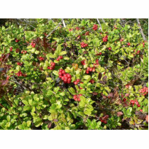 Lingonberries Big Bush photo sculptures