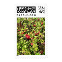 Lingonberries Big Bush postage by lifesphere Lingonberries Big Bush postage