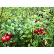Lingonberries In Bush photo sculptures