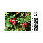 Lingonberry Postage