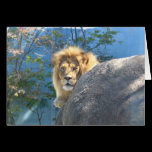 Lion 2 cards