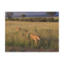 Lion 6 post card