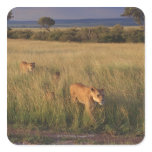 Lion 6 sticker