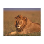 Lion 8 post card