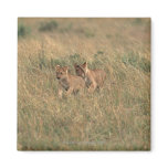 Lion 9 refrigerator magnet