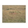 Lion 9 post card