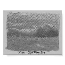 Lion - abstract print