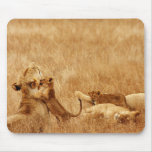 Lion and cub, Tsavo, Kenya Mousepads