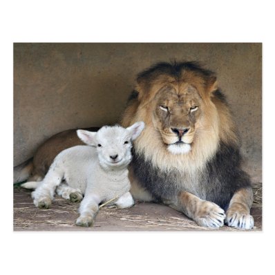 Lion and Lamb Post Cards