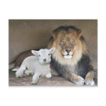 Lion and Lamb Post Cards