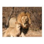 Lion and Lion Cub Postcard postcards