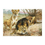 Lion and Lioness Canvas Prints
