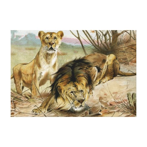 Lion and Lioness Canvas Prints Zazzle