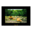 Lion and Lioness posters by RKulat Lion and Lioness posters