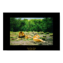 Lion and Lioness posters