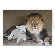 Lion and the lamb cards