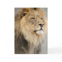 lion art greeting cards