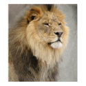 lion art posters by WildByDezign lion art posters